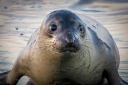 Donna Dean "Elephant Seal Pup"