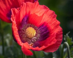 Donna Dean Flower And Bee"