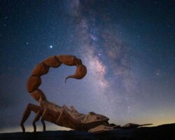 Donna Dean "Scorpion Under The Milky Way"