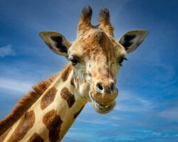 Donna Dean "Smiling Giraffe"