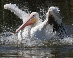 Donna Dean "White Pelican Bath"