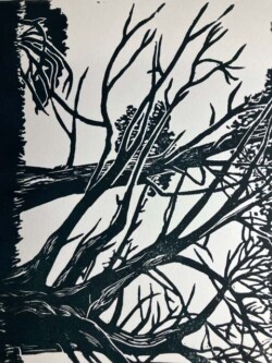 Jean McAlister "Northern California Coastal Forest"