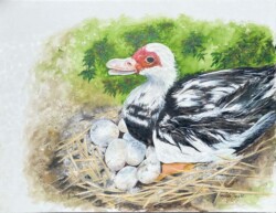 Kathy Smalley "Her Nesting- Place"