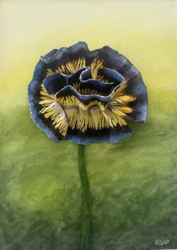 Kathy Wallace-Phelps "Hybrid Pansy"