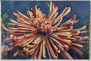 Hedi Roethel Watercolor "Chrysanthemum"