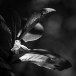 Dan Anderson "Flower & Leaves"