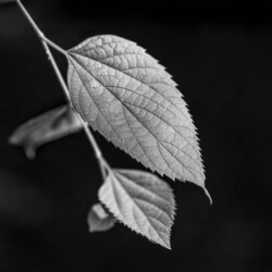 Dan Anderson "Leaves"