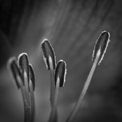 Dan Anderson "Orange Day Lily Pistils"