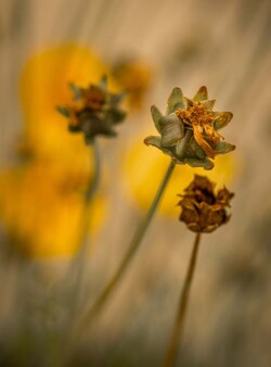 Dan Anderson "Untitled"