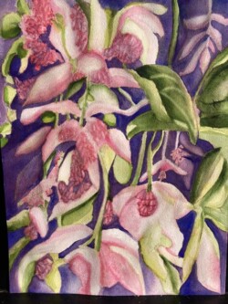 Denise Zasadny "Maikaika NZ Sun Orchids"