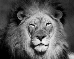 Donna Dean "King of Beasts"