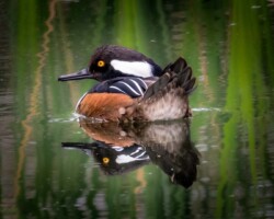 Donna Dean "Hooded Merganser Reflection"