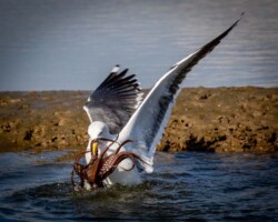 Donna Dean "Octogull"