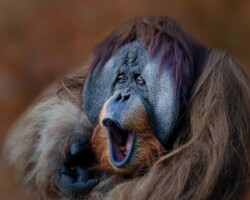 Donna Dean "Orangutan Yawn"