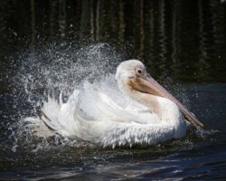 Donna Dean "Pelican Bath"