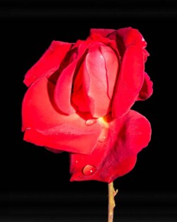 Donna Dean "Red Rosebud"