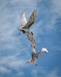 Donna Dean "Tern Play"