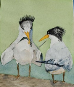 Terry Fontenrose "Elegant Terns Released"