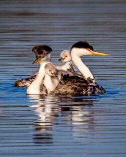 Donna Dean "Grebe Family" Photograph