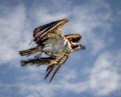 Donna Dean "Ospreys-Dinner" Photograph