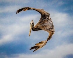 Donna Dean "Pelican Acrobatics" Photograph