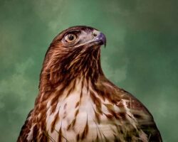 Donna Dean "Red Tail Hawk" Photograph