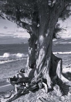 Lillian Sasaki "Gnarled Ironwood" Photograph