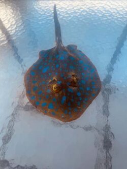 Aurora Alcantra "Upcycled Pacific Treasure - Bluespotted Ribbontale Ray" Sculpture