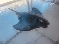 Aurora Alcantra "Upcycled Pacific Treasures Series - Manta Ray" Sculpture