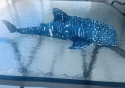 Aurora Alcantra "Upcycled Pacific Treasures Series - Whale Shark" Sculpture