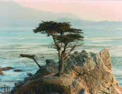 Leslie Dirgo "Cypress Tree, Carmel" Photography