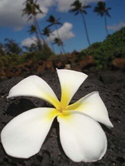 Leslie Dirgo "Kaui Plumeria Closeup" Photography
