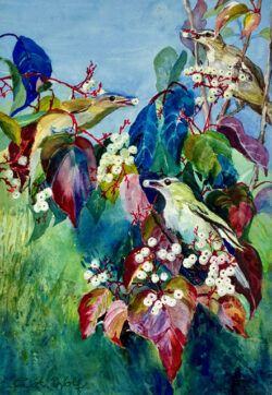Carrol Wolf "Red-Eyed Vireos in a Gray Dogwood bush" Watercolor