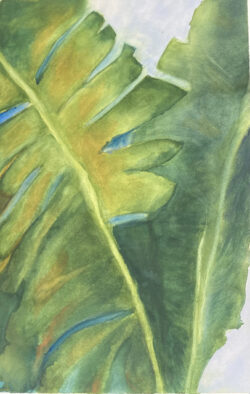 Denise Zasadny "Fenestratons" Watercolor
