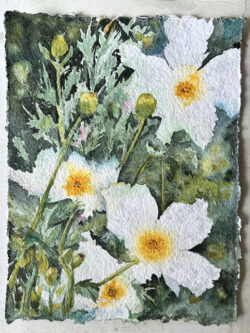 Sandy Winkler "Matilija Poppies" Watercolor