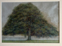 Steven Coler "Big Tree Early Morning" Other Media